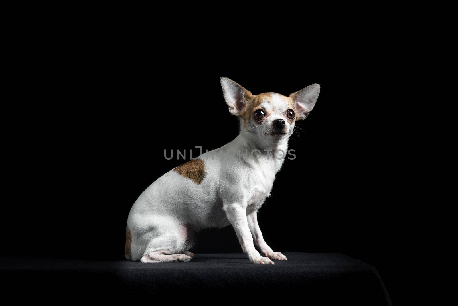 Brown and white chihuahua in black by LeoniekvanderVliet