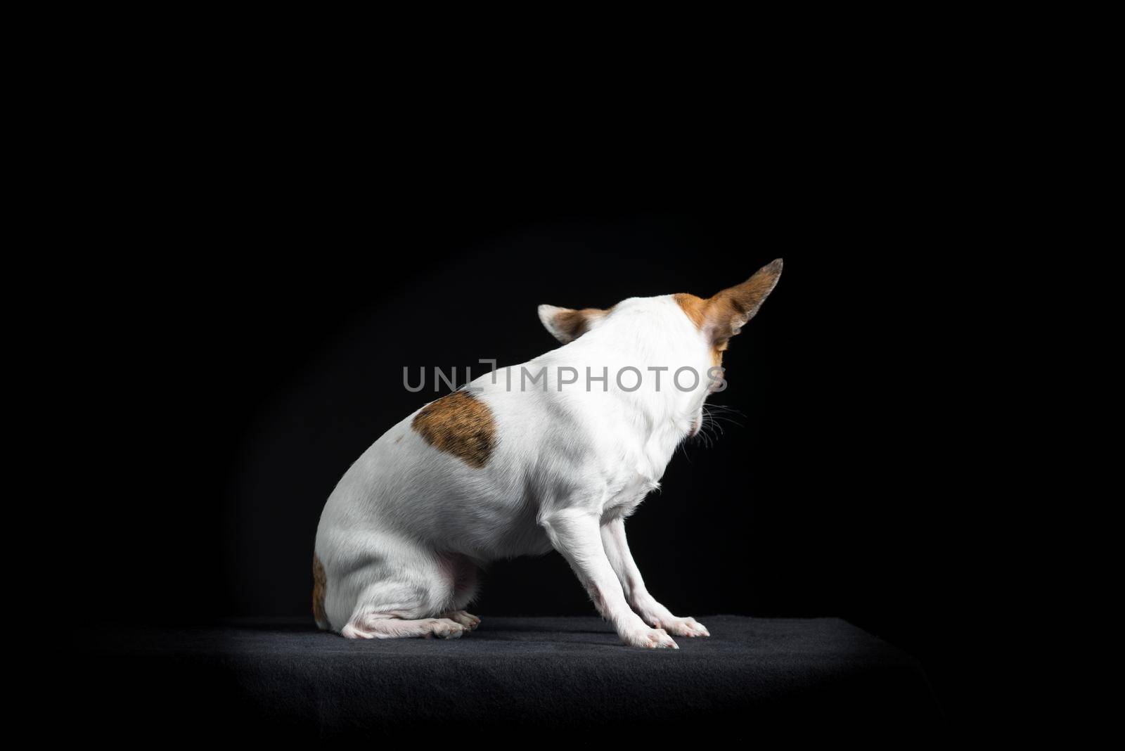 Brown and white chihuahua in black by LeoniekvanderVliet