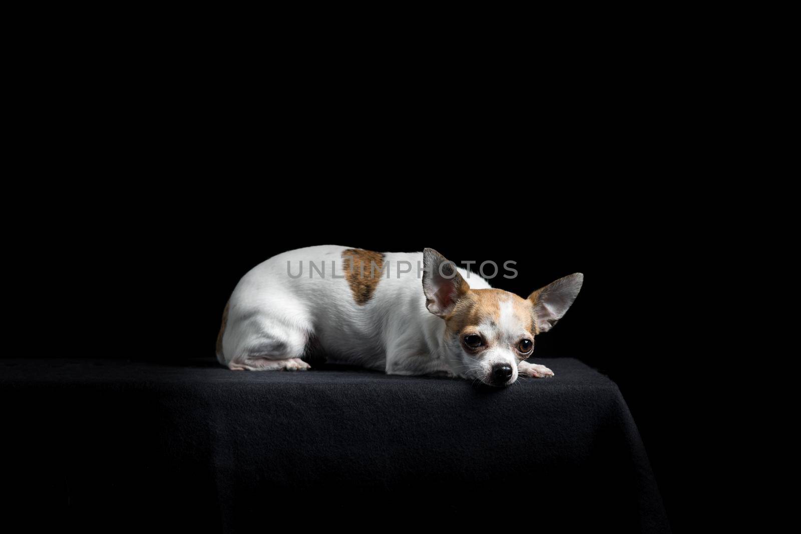 Brown and white chihuahua isolated in black background lying down sleeping and tired