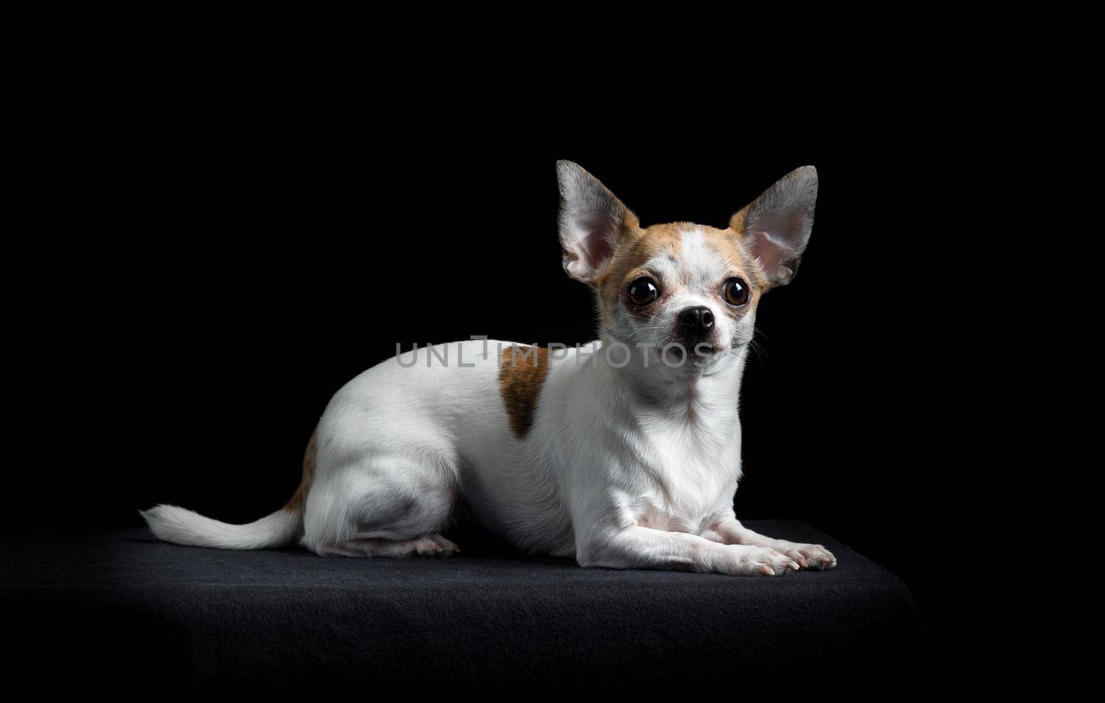 Brown and white chihuahua in black by LeoniekvanderVliet