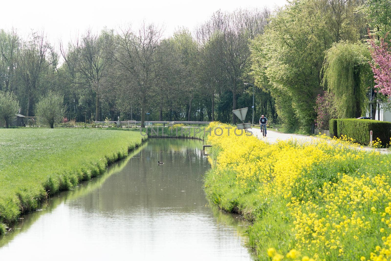 Stream with yellow rapeseed flowers and cyclist in Betuwe The Netherlands