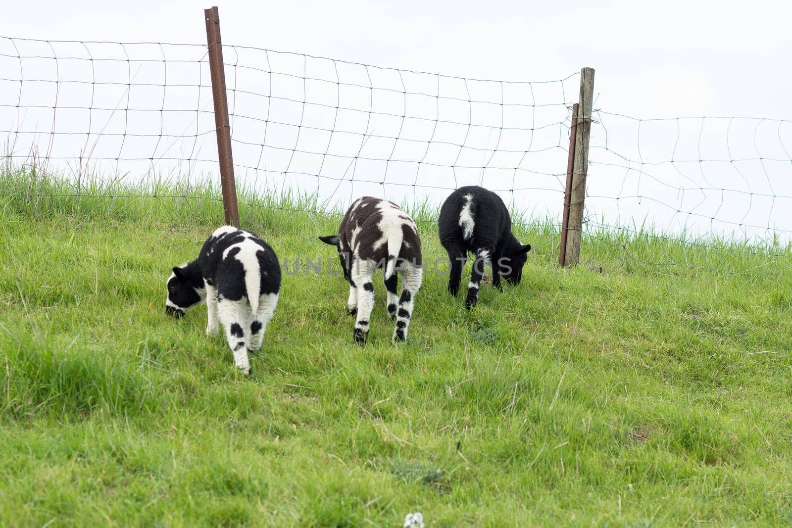 Three multicolored lambs on dike eating grass in The Netherlands