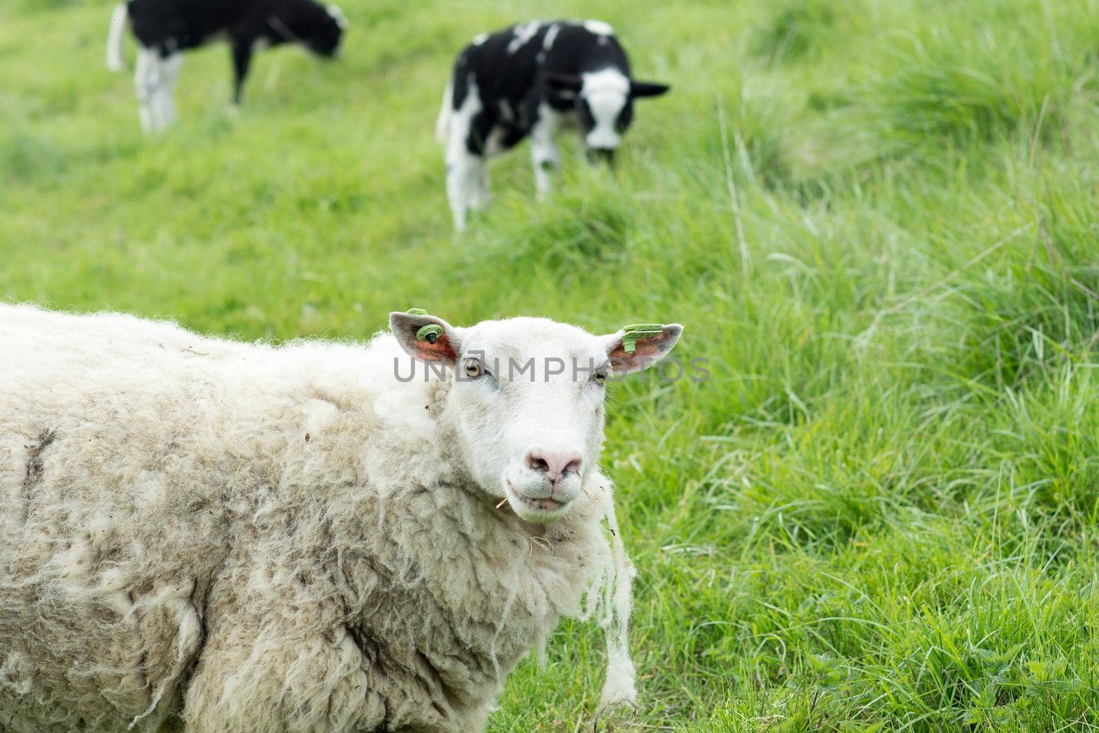 White sheep lying in grass with lambs in the background