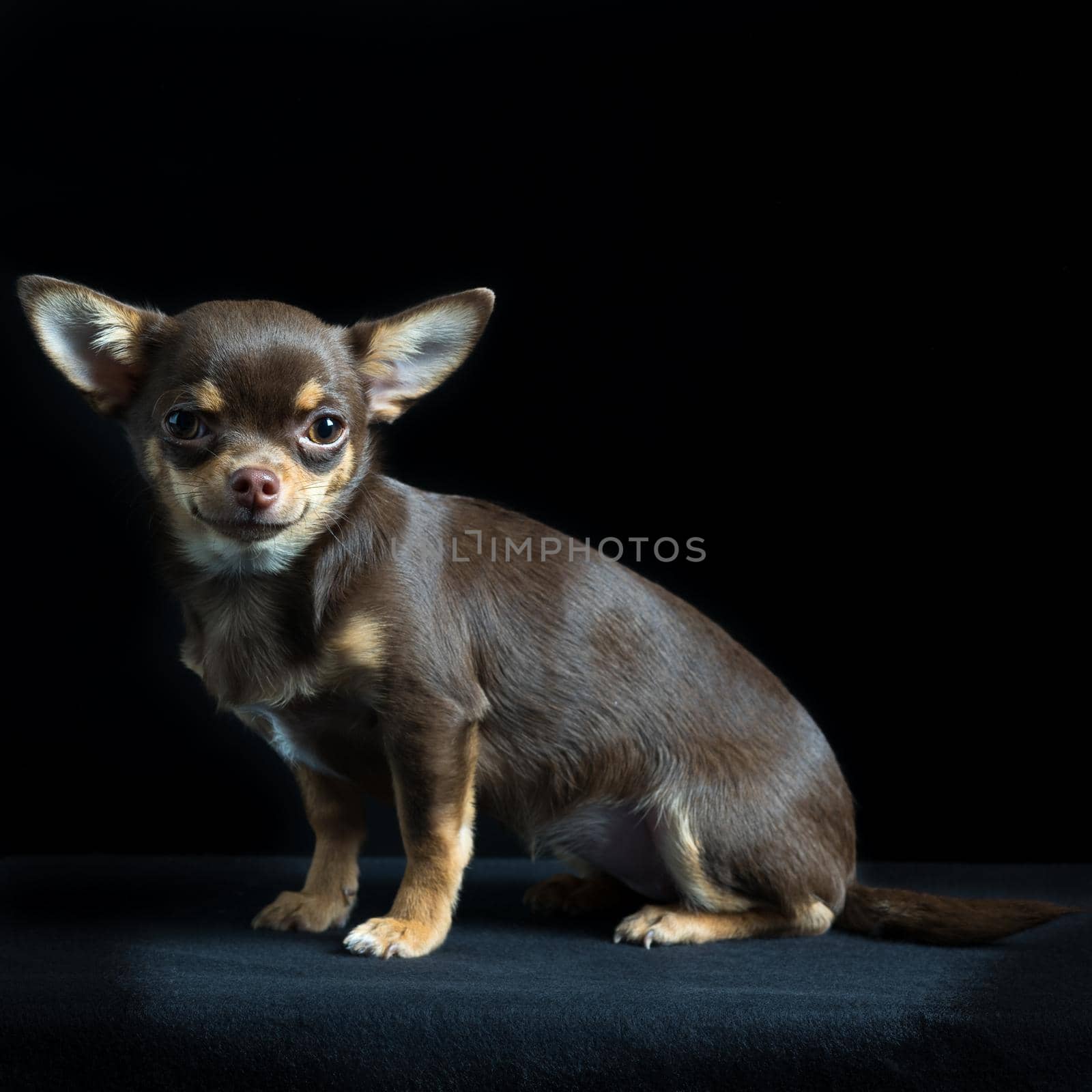 Cute little multicolored chihuahua sitting in black background
