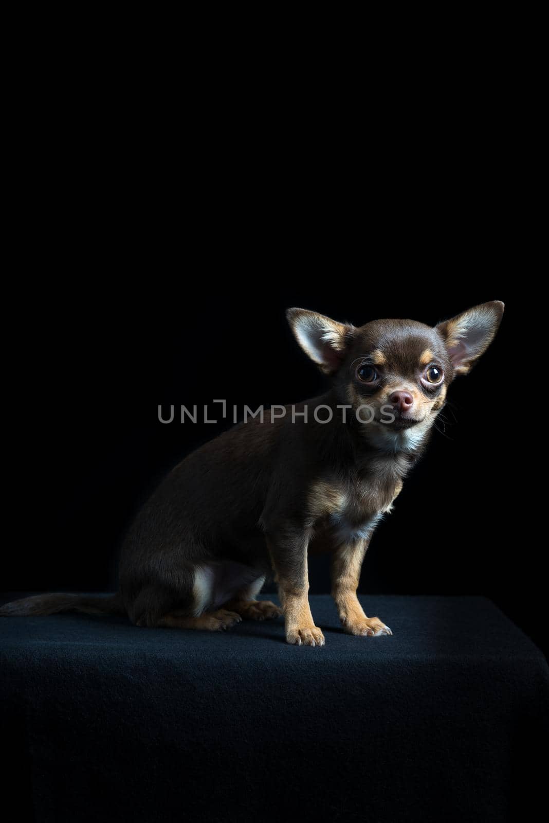 Little multi-colored chihuahua in black background by LeoniekvanderVliet