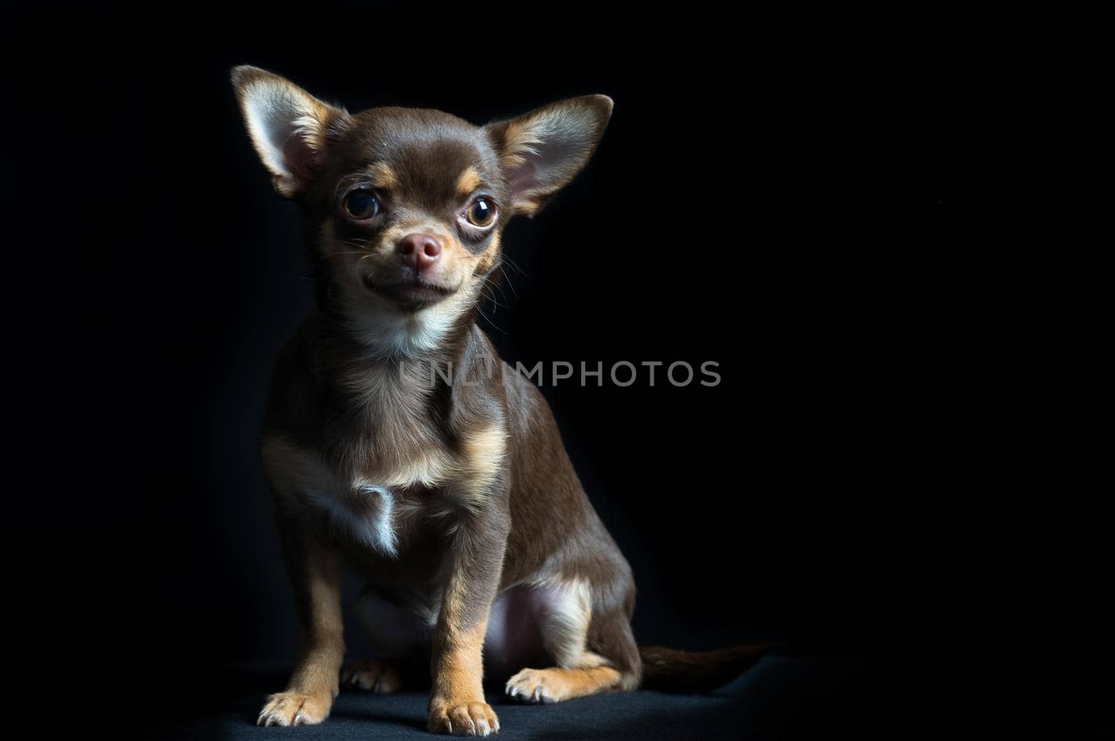Little multi-colored chihuahua in black background by LeoniekvanderVliet
