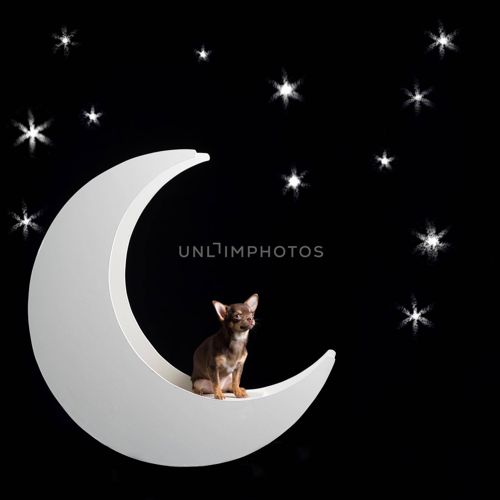 Cute little multicolored chihuahua sitting in the moon with starry black background