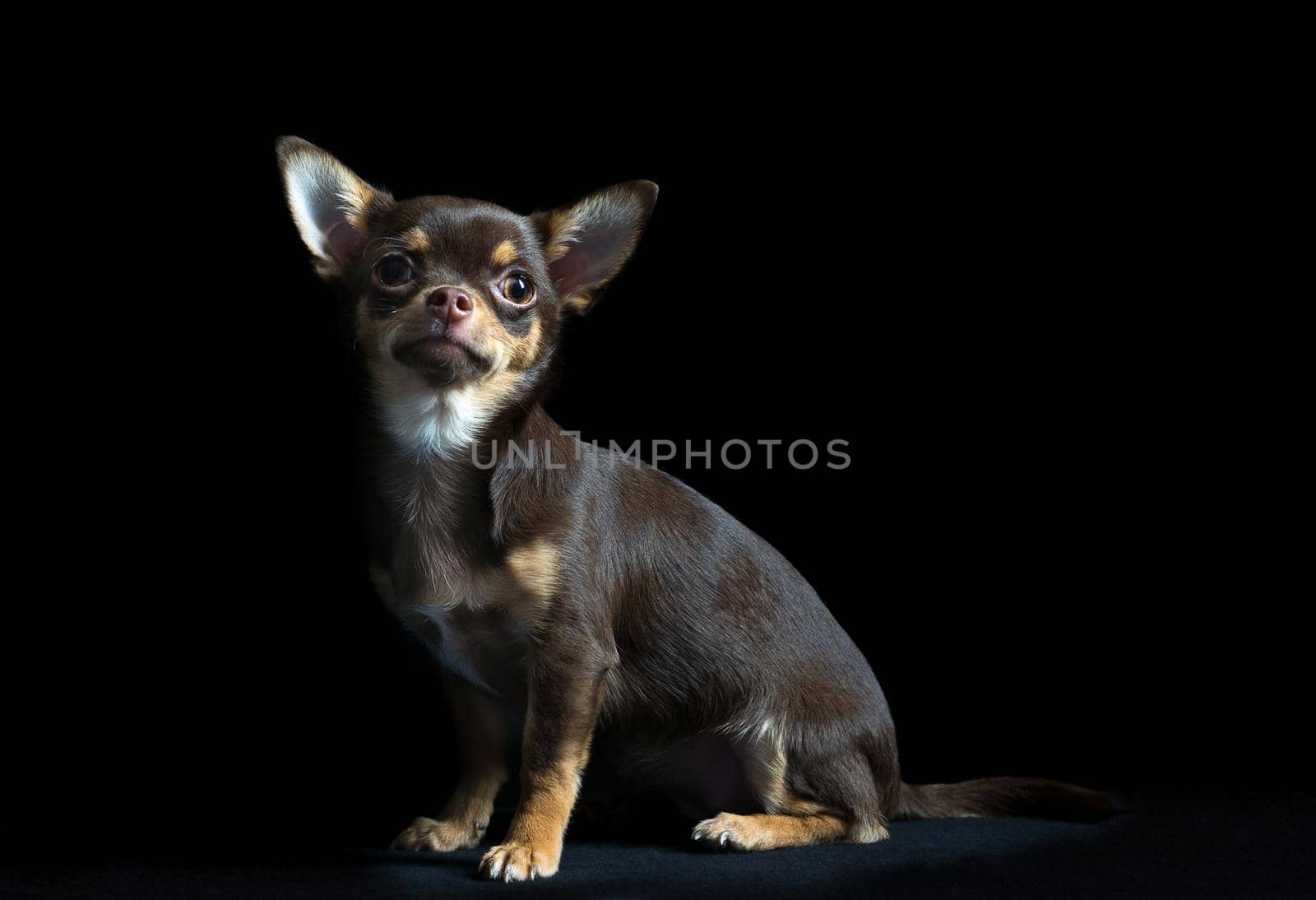 Cute little multi-colored chihuahua sitting in black background