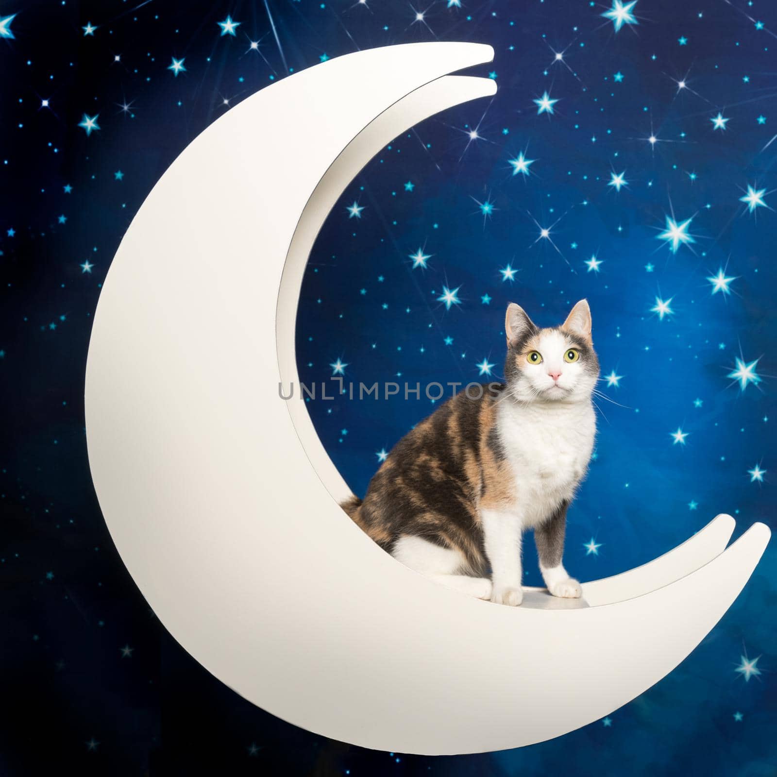 Sweet multicolored domestic cat sitting in the moon with starry blue background