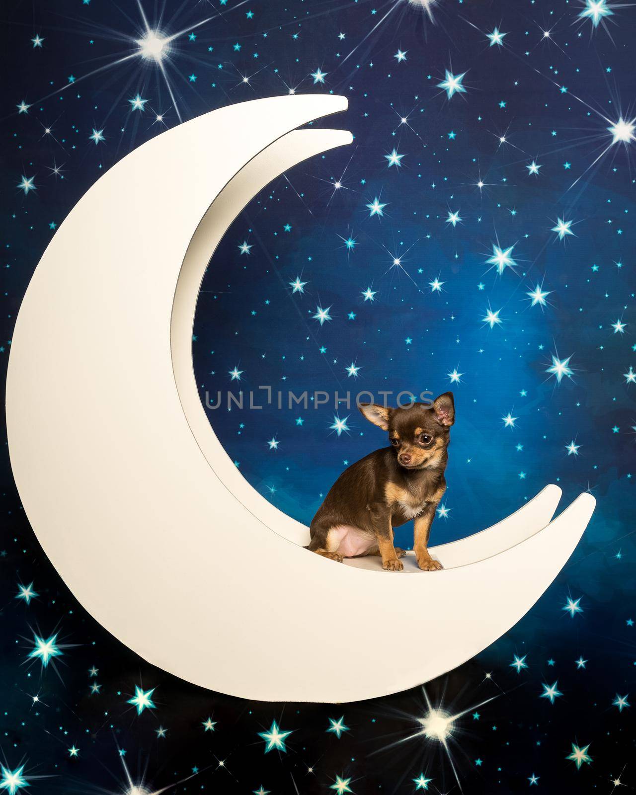 Cute little multicolored chihuahua sitting in the moon with starry blue background
