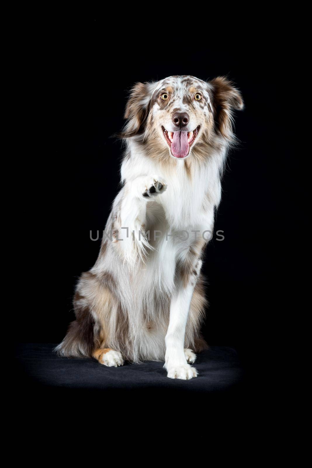 Australian Shepherd dog sitting isolated in black background giving paw