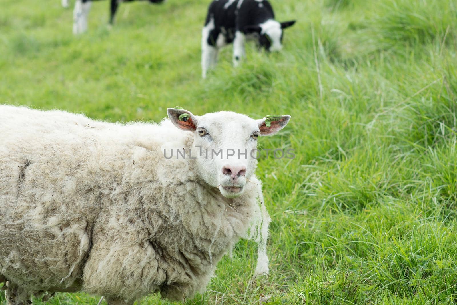 White sheep lying in grass with lambs by LeoniekvanderVliet