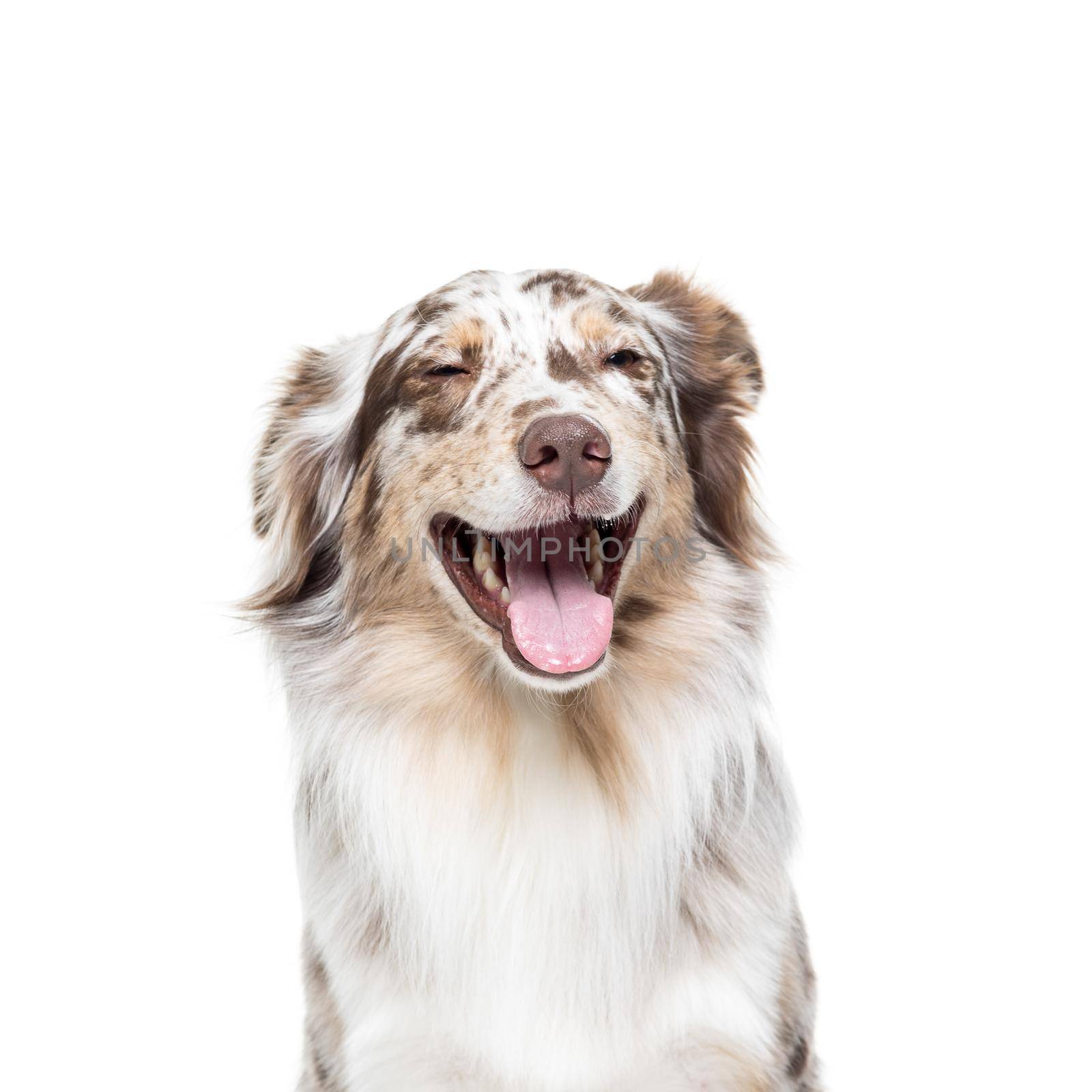 Australian Shepherd dog sitting isolated in white background laughing