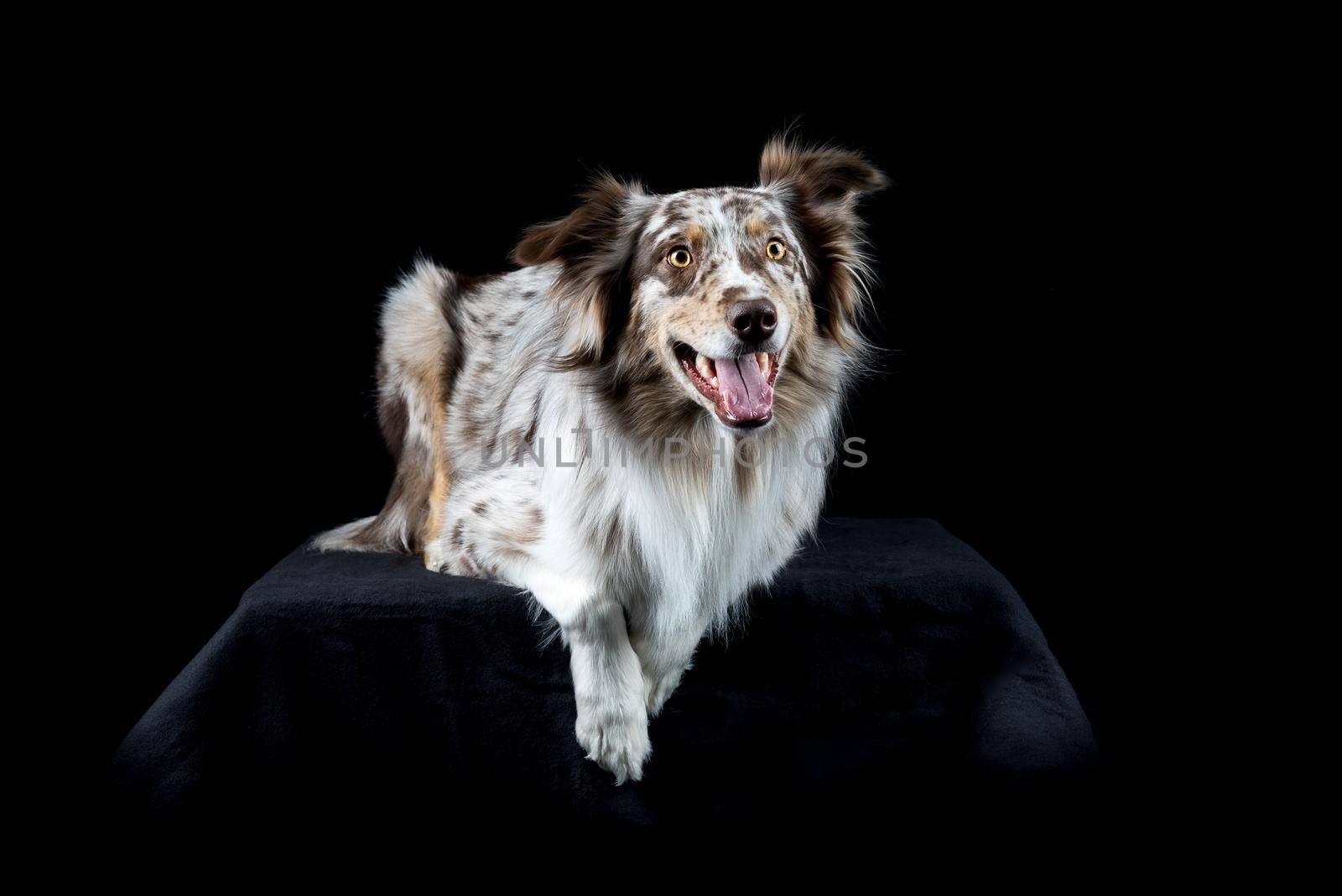 Australian Shepherd dog lying isolated in black background