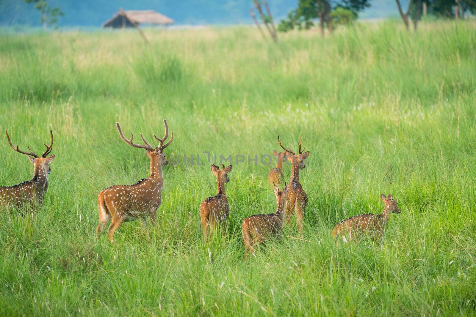 Sika or spotted deers herd in the elephant grass. Wildlife and animal photo. Japanese deer Cervus nippon