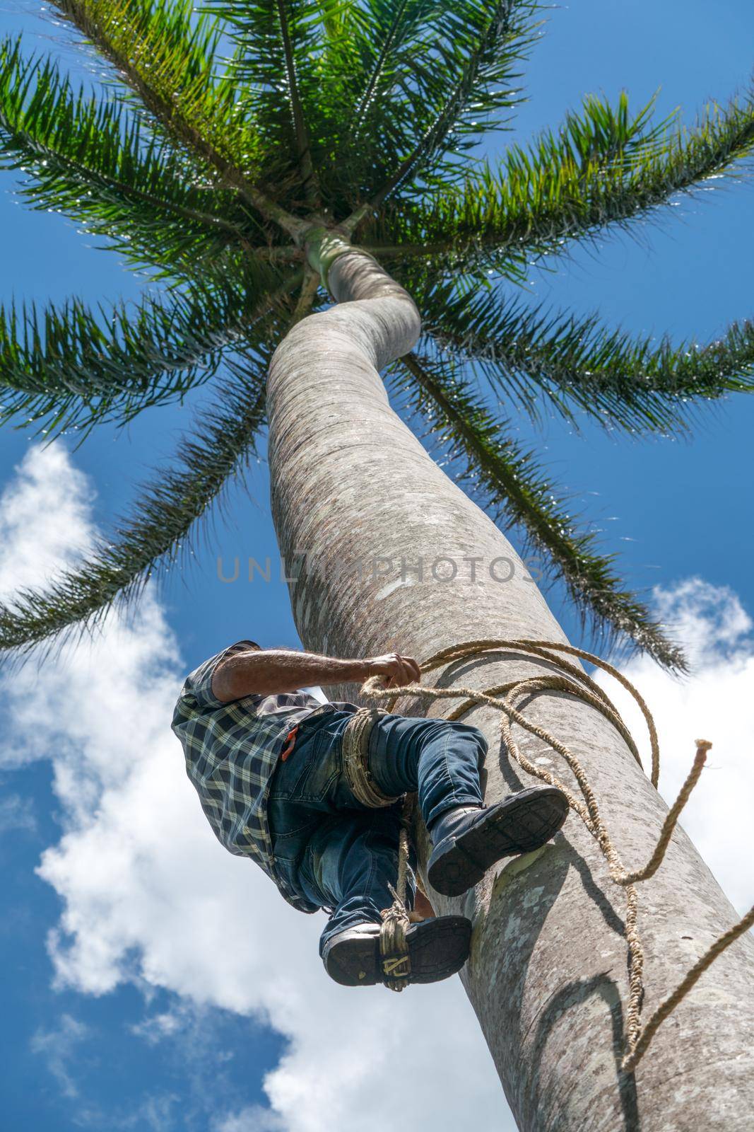 Adult male climbs tall coconut tree with rope to get coco nuts. Harvesting and farmer work in caribbean countries