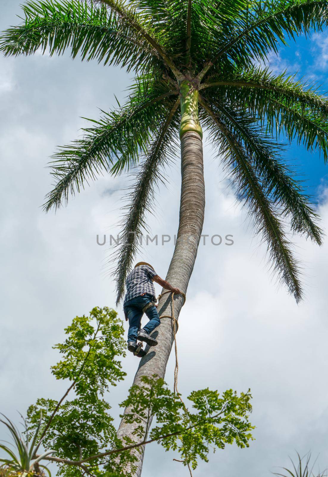 Adult male climbs tall coconut tree with rope to get coco nuts. Harvesting and farmer work in caribbean countries