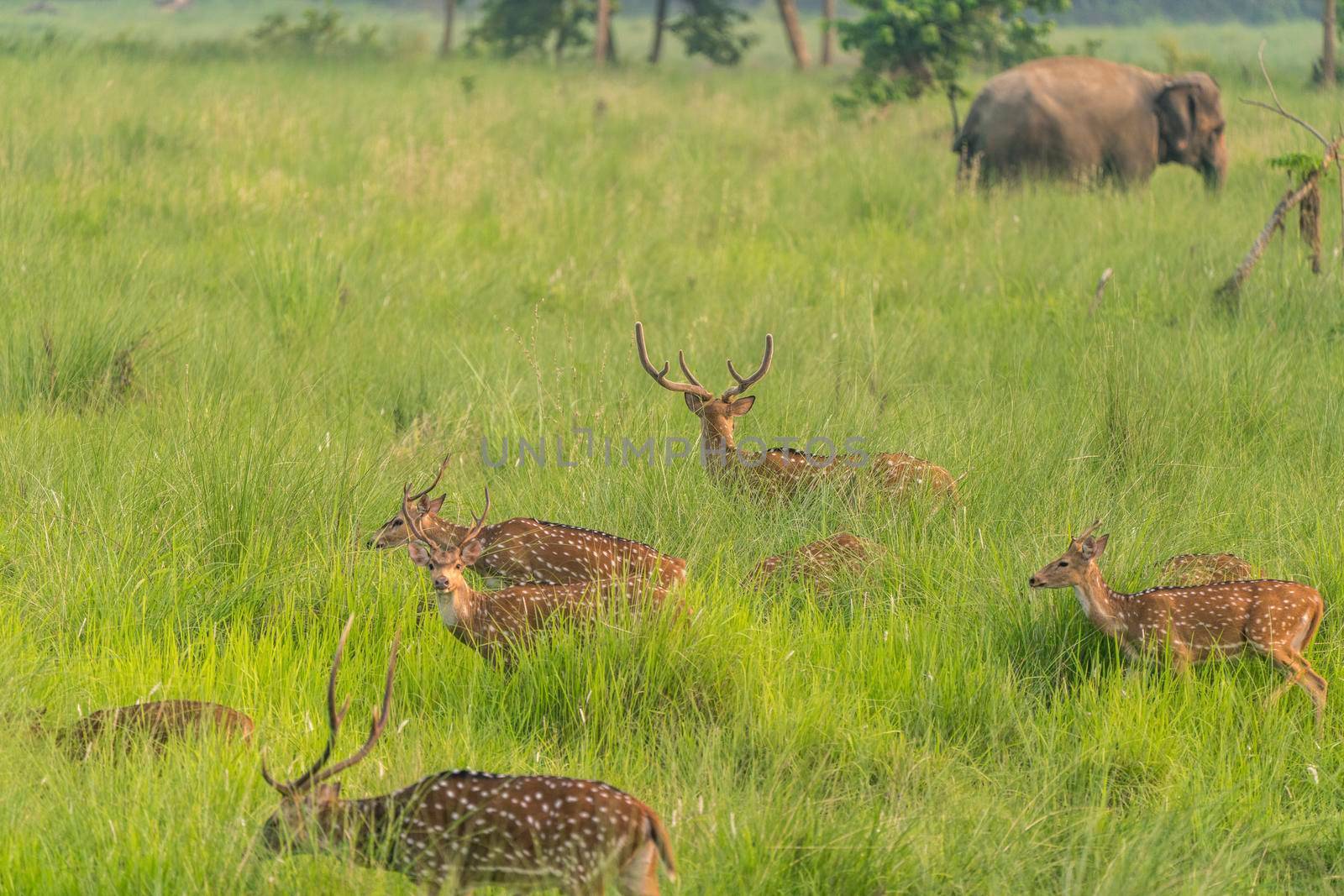 Sika or spotted deers herd in the elephant grass. Wildlife and animal photo. Japanese deer Cervus nippon