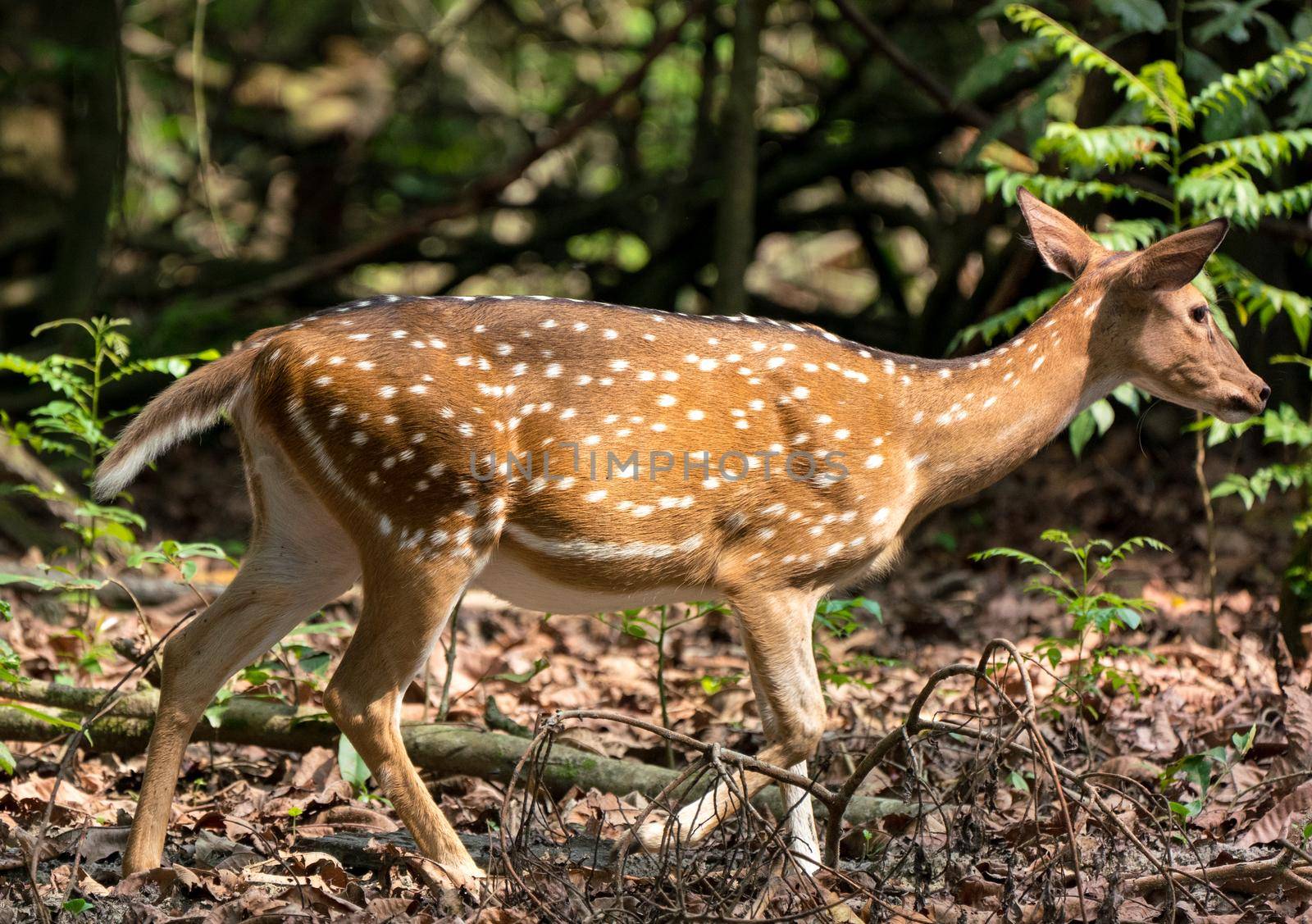 spotted or sika deer in the jungle. Wildlife and animal photo. Japanese or dappled deer