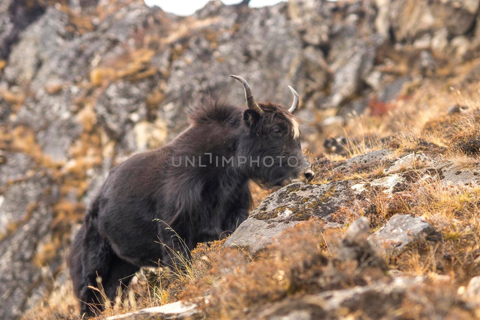 Yak or nak pasture on grass hills in Himalayas. Animals in Nepal