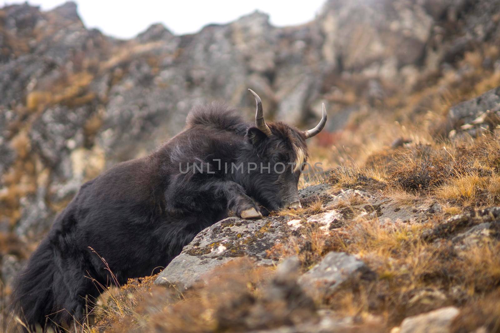 Yak or nak pasture on grass hills in Himalayas. Animals in Nepal