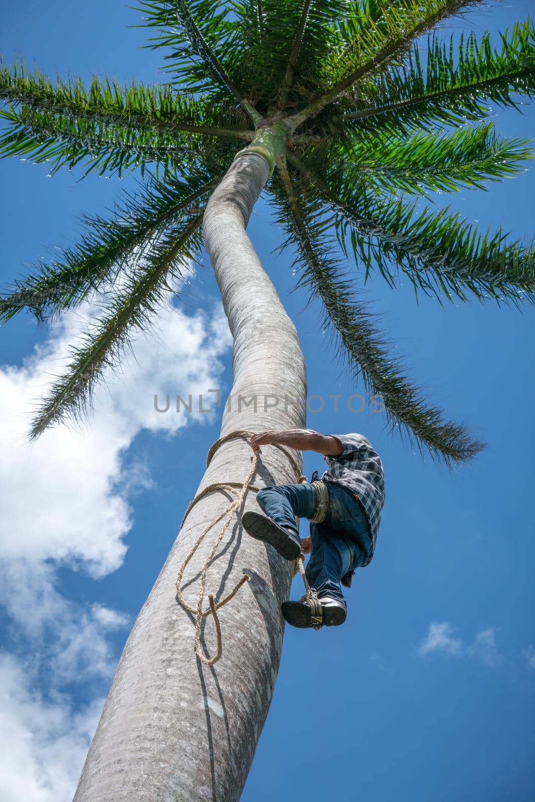 Adult male climbs coconut tree to get coco nuts by Arsgera