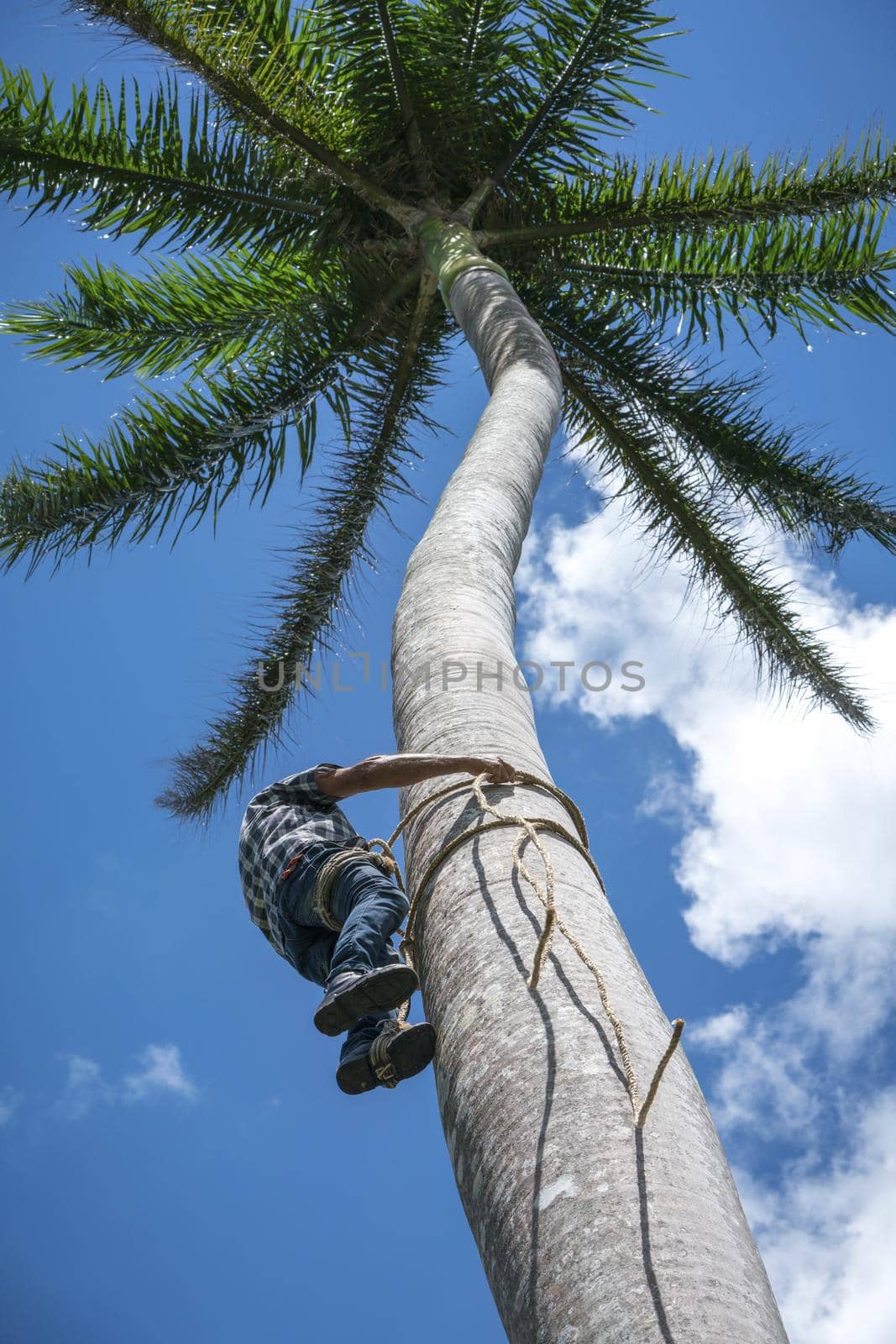 Adult male climbs coconut tree to get coco nuts by Arsgera