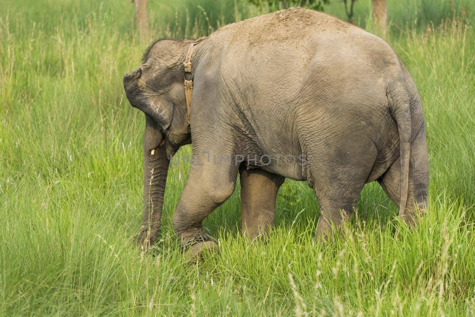 Asian elephant eating grass or feeding in the wild. Wildlife photo in Asia