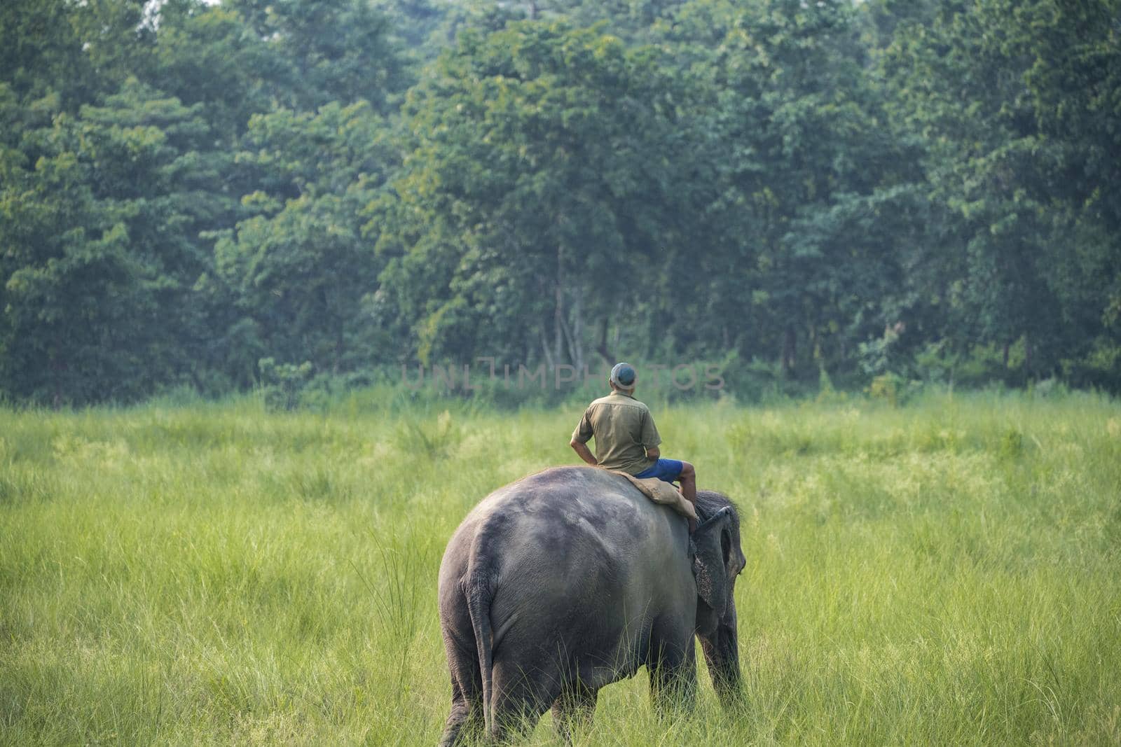 Mahout or elephant rider riding a female elephant by Arsgera