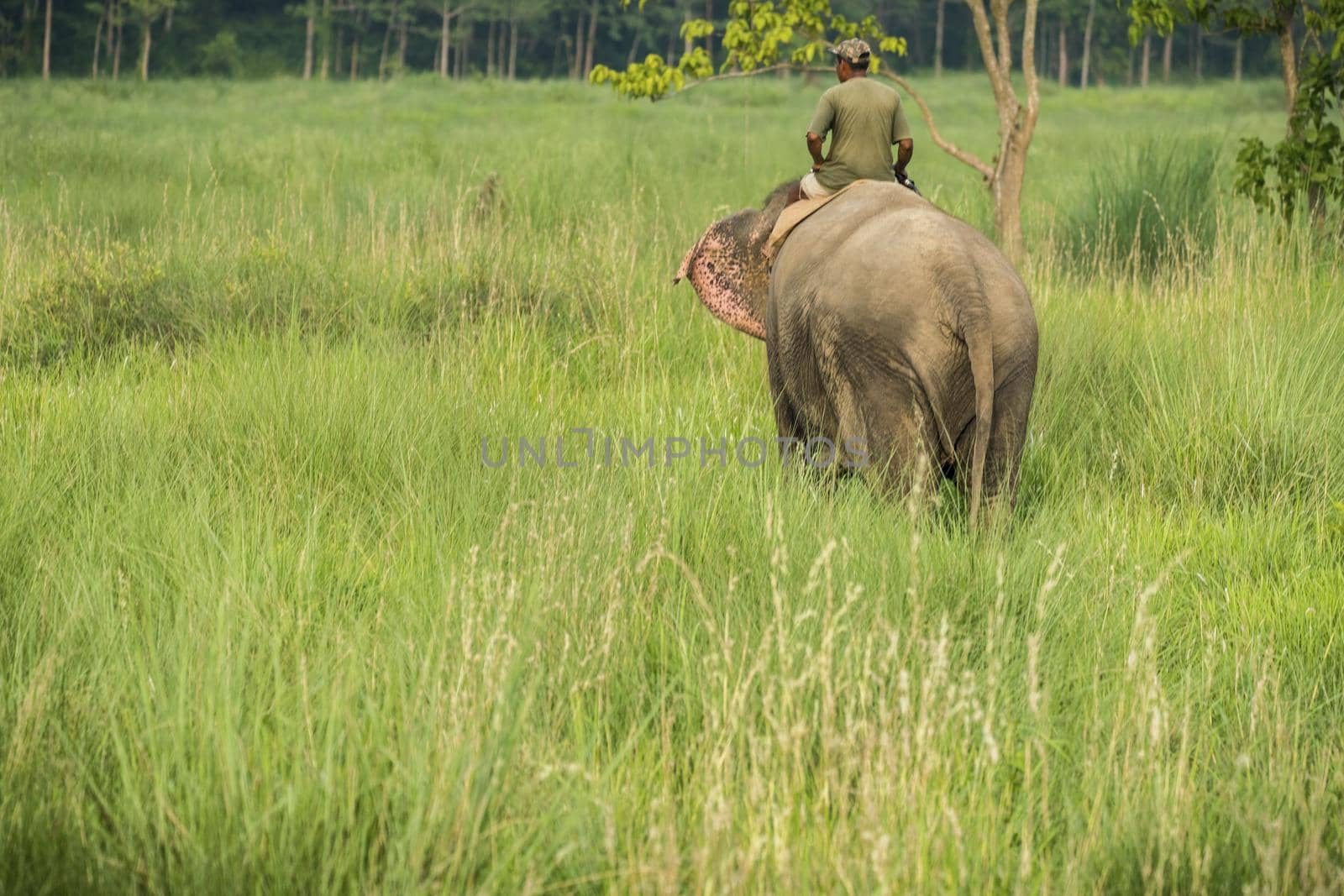 Mahout or elephant rider riding a female elephant. Wildlife and rural photo. Asian elephants as domestic animals