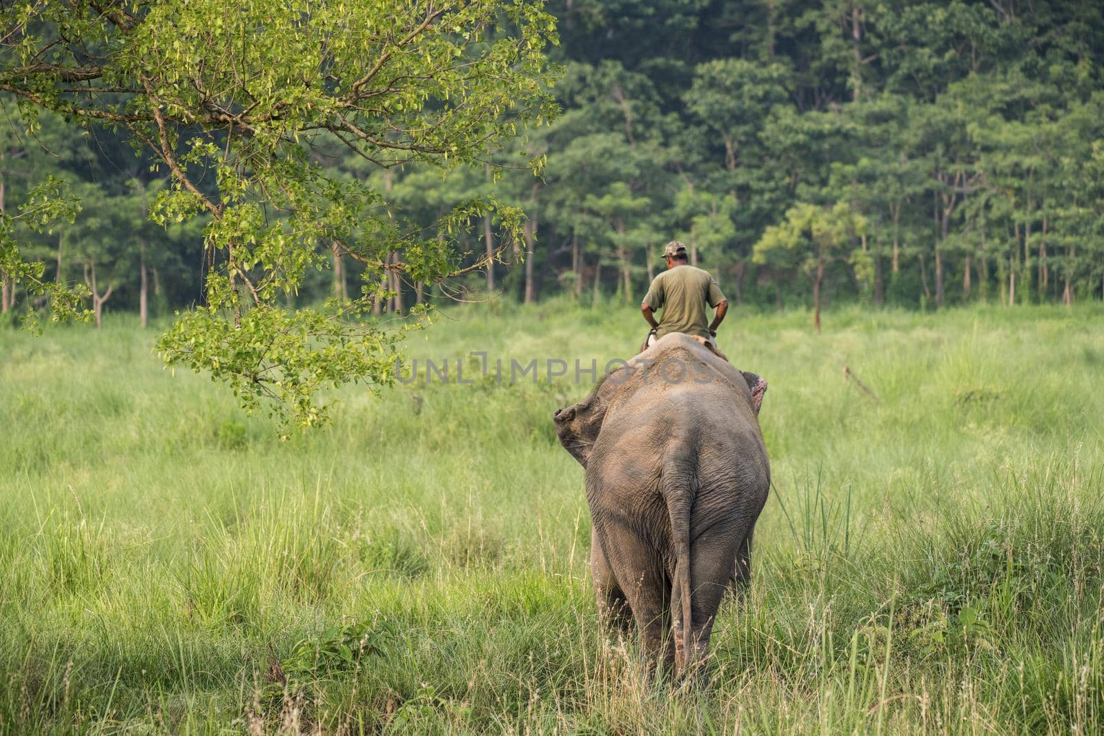 Mahout or elephant rider riding a female elephant. Wildlife and rural photo. Asian elephants as domestic animals