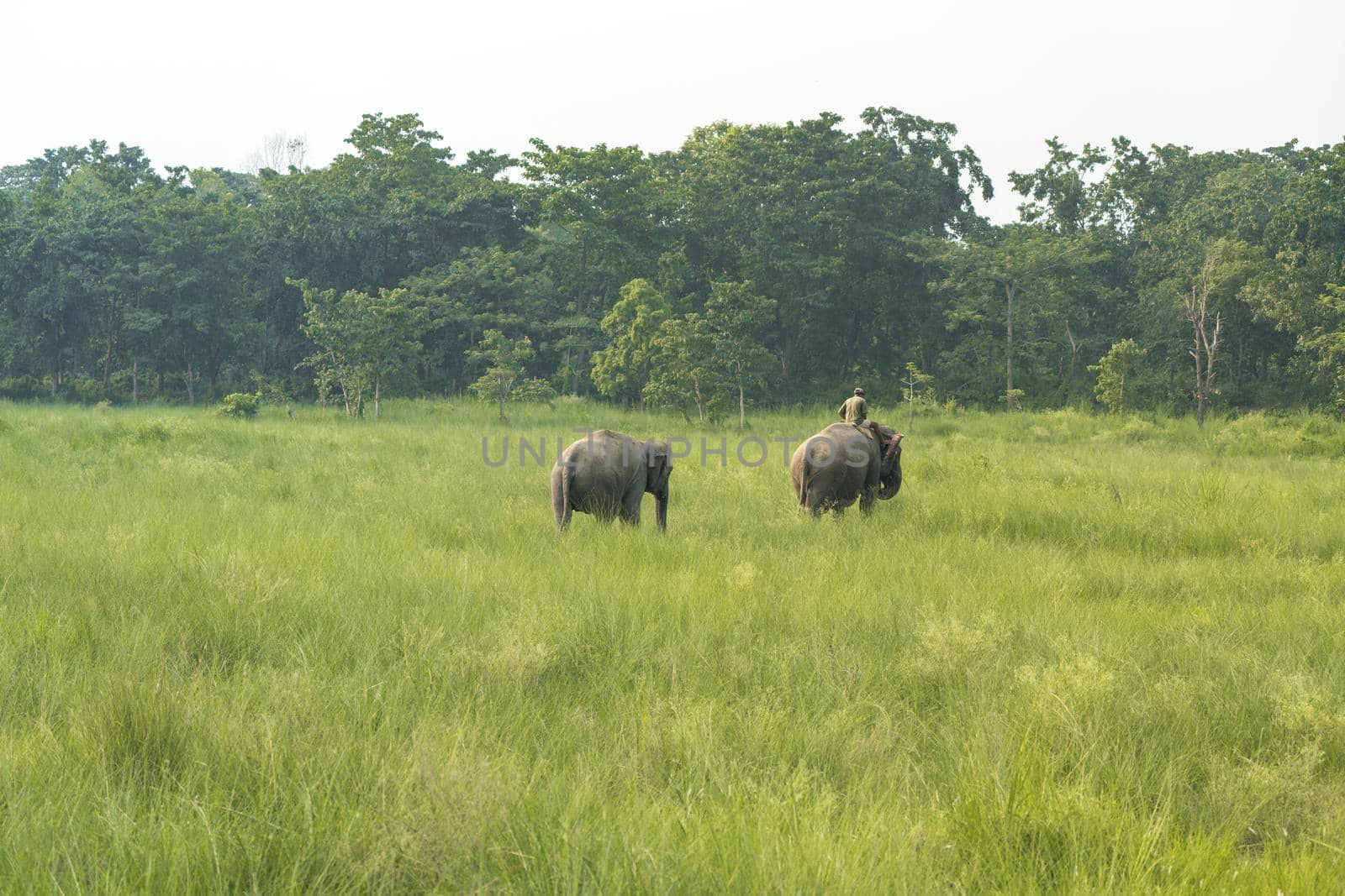 Mahout or elephant rider with two elephants in a meadow. Wildlife and rural life in Asia. Asian elephants as domestic animals