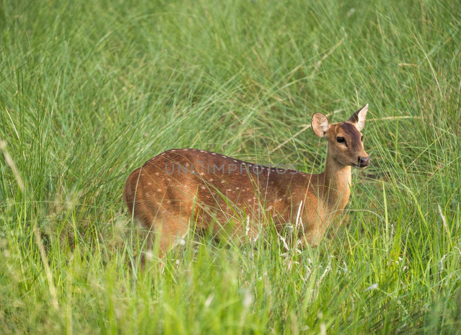 Sika or spotted deer in elephant grass tangle. Wildlife and animal photo. Japanese deer