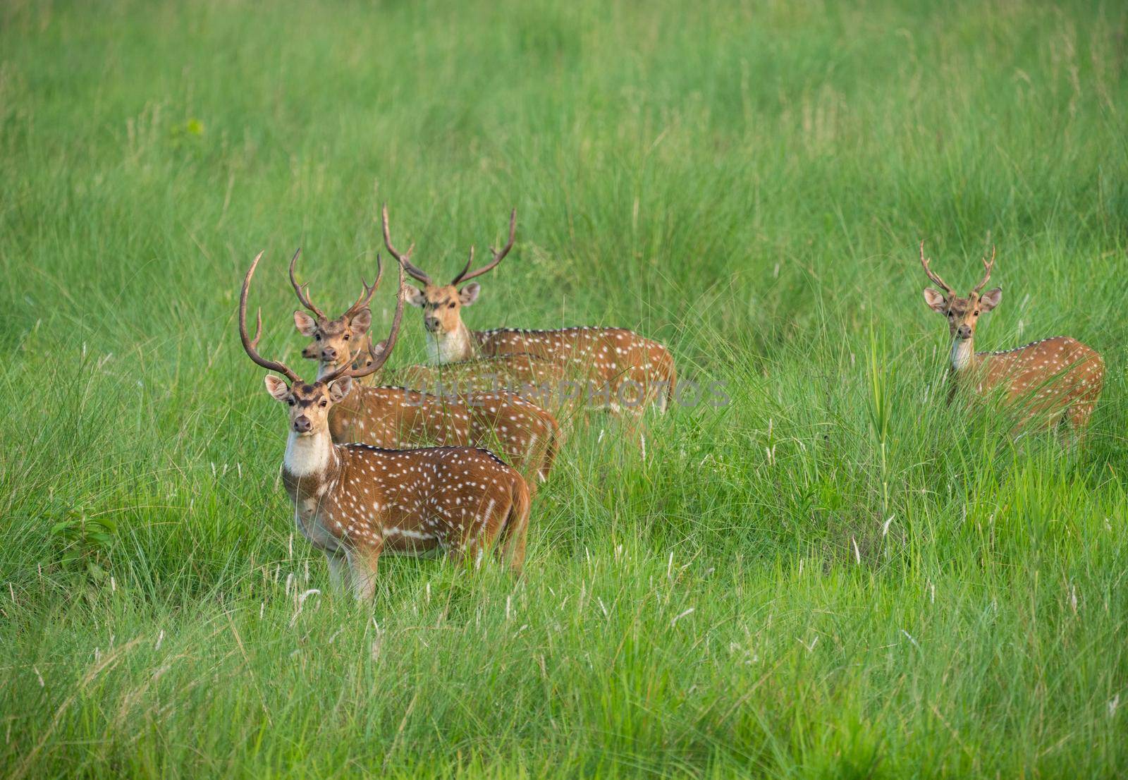 Sika or spotted deers herd in the elephant grass. Wildlife and animal photo. Japanese deer Cervus nippon