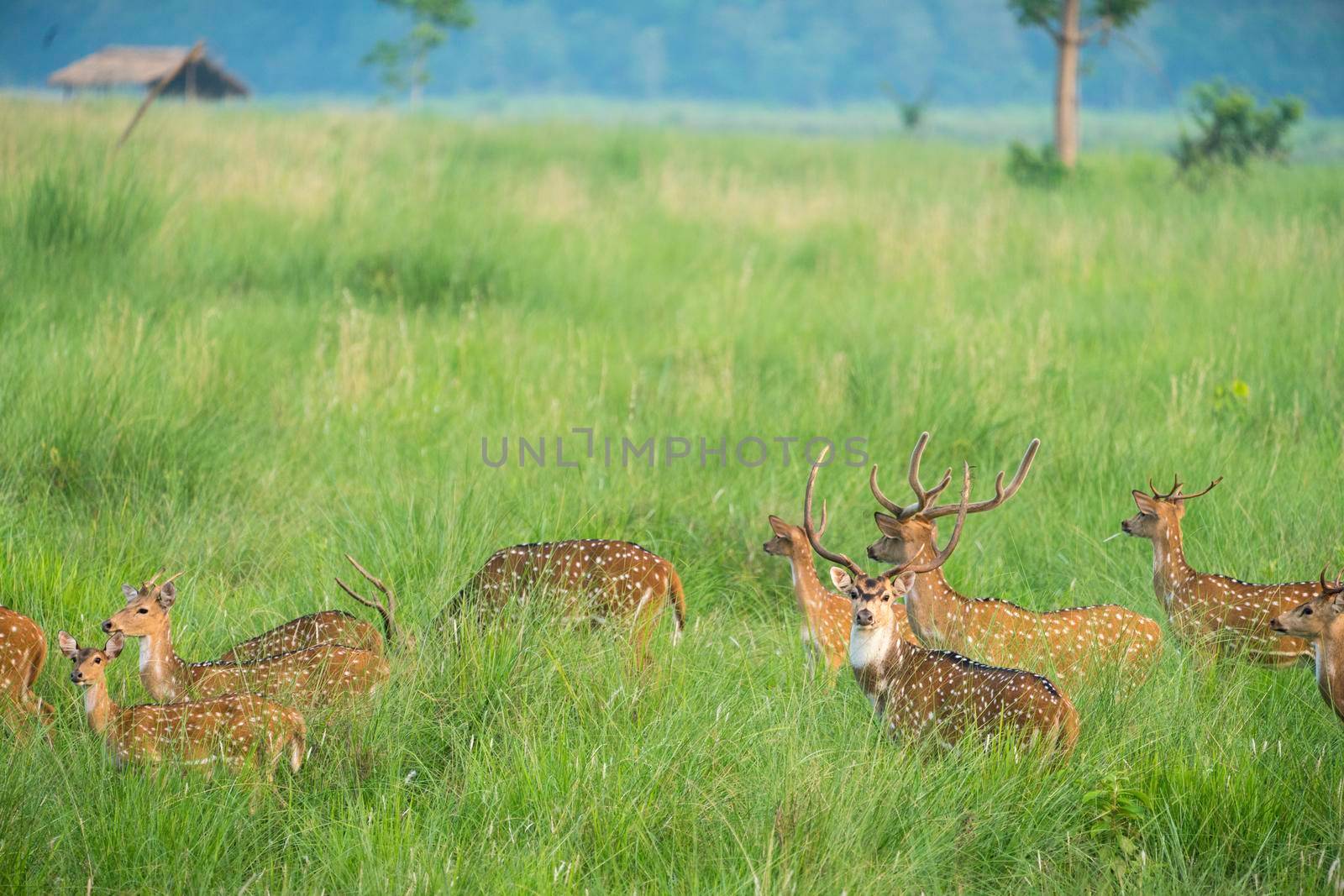 Sika or spotted deers herd in the elephant grass. Wildlife and animal photo. Japanese deer Cervus nippon