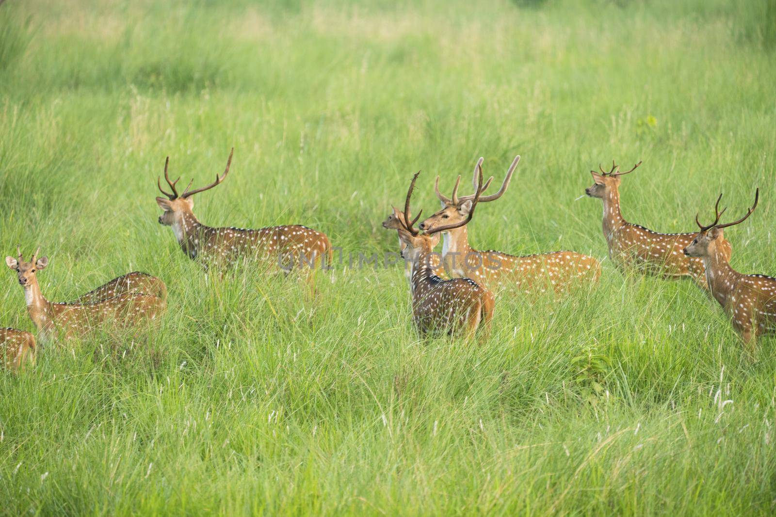 Sika or spotted deers herd in the elephant grass. Wildlife and animal photo. Japanese deer Cervus nippon