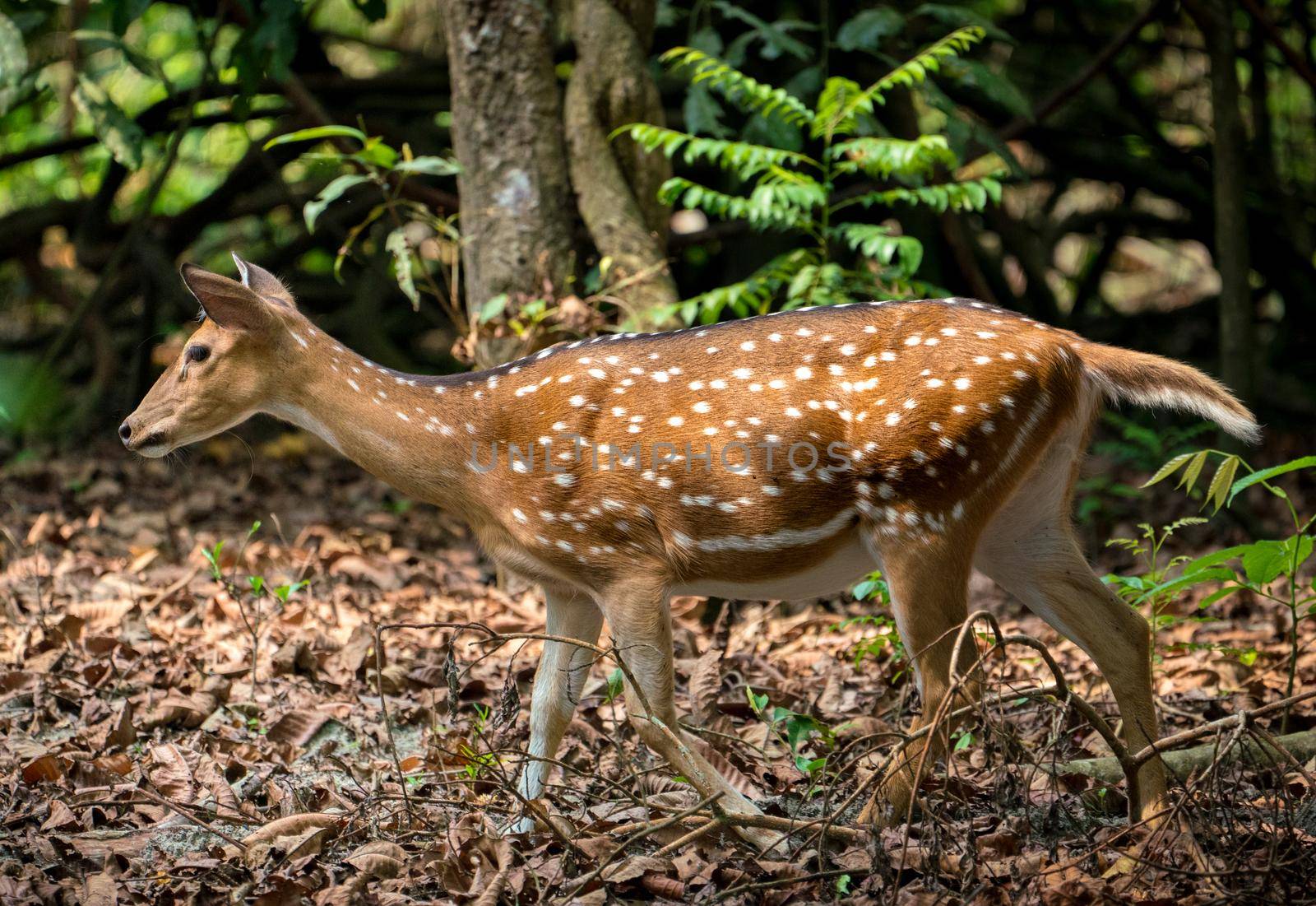 spotted or sika deer in the jungle by Arsgera