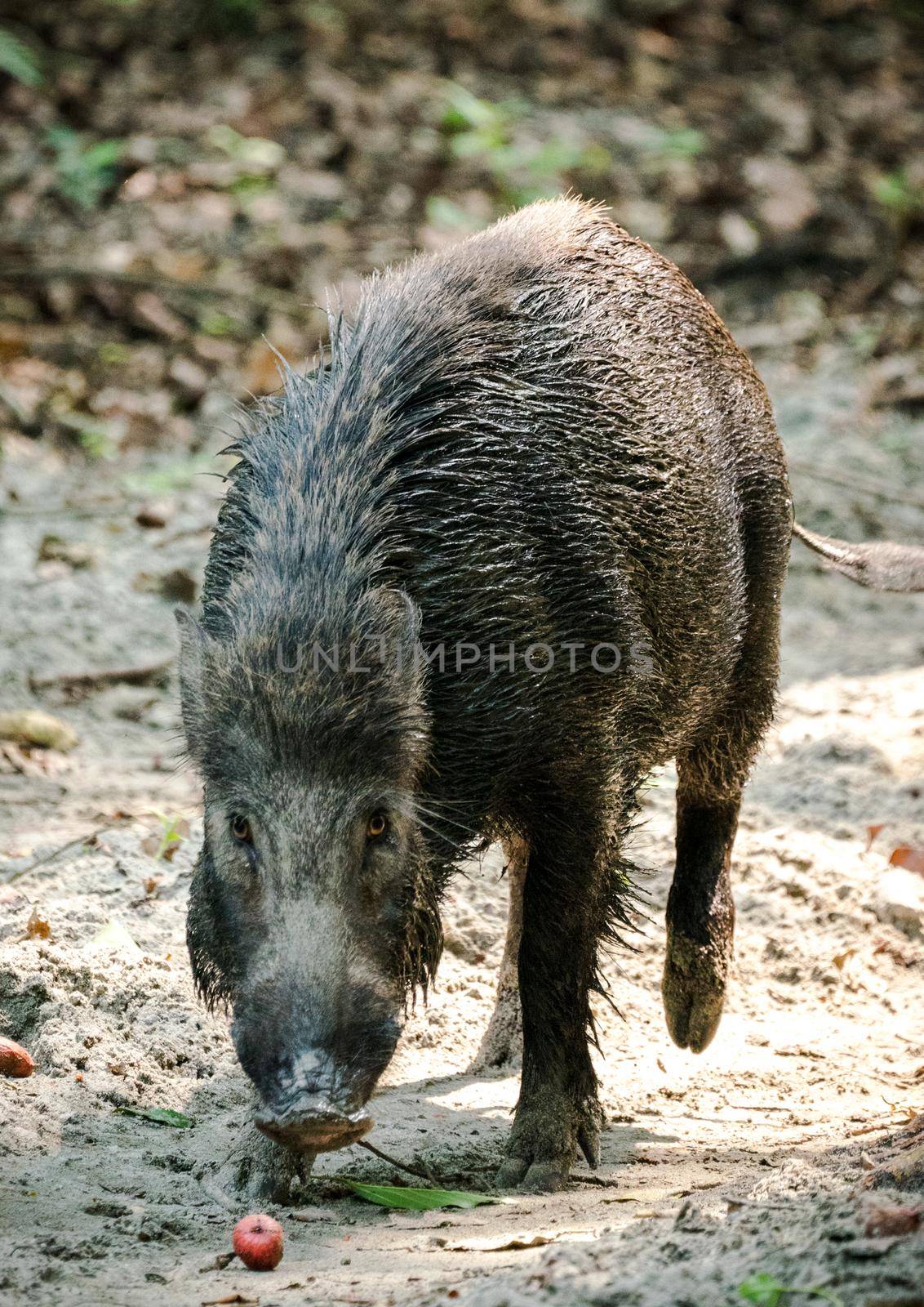 Wild boar male feeding in the jungle in Asia. Wildlife and animal photo