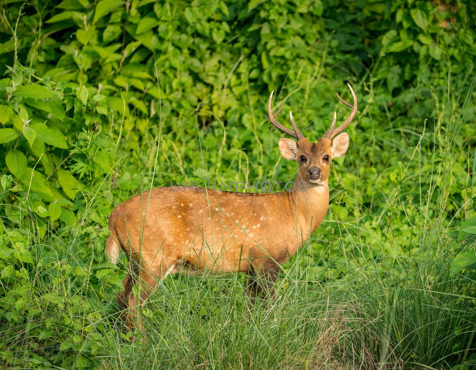 spotted or sika deer in the jungle by Arsgera