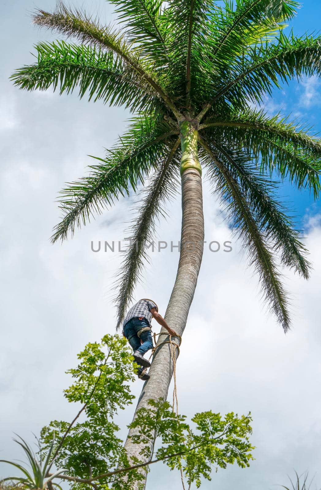 Adult male climbs coconut tree to get coco nuts by Arsgera