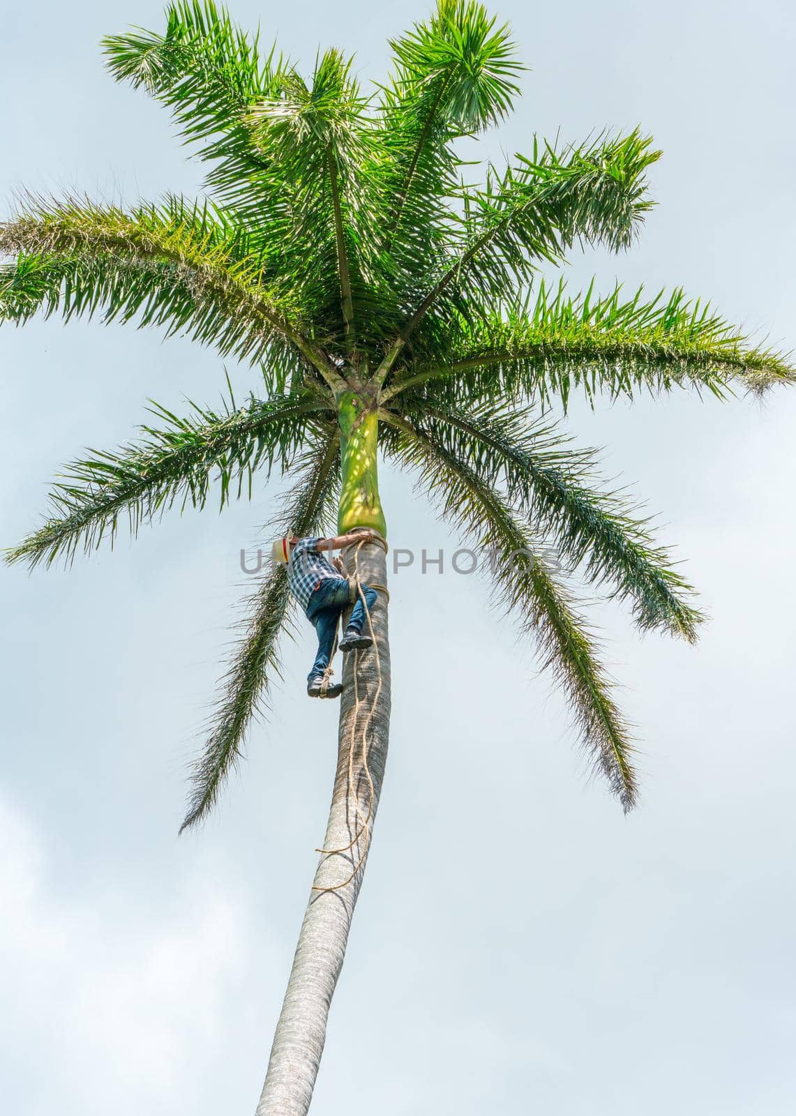 Adult male climbs tall coconut tree with rope to get coco nuts. Harvesting and farmer work in caribbean countries