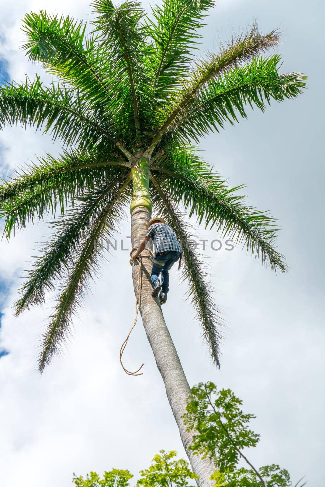 Adult male climbs tall coconut tree with rope to get coco nuts. Harvesting and farmer work in caribbean countries