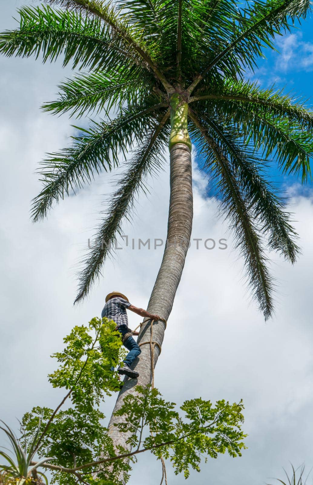 Adult male climbs tall coconut tree with rope to get coco nuts. Harvesting and farmer work in caribbean countries