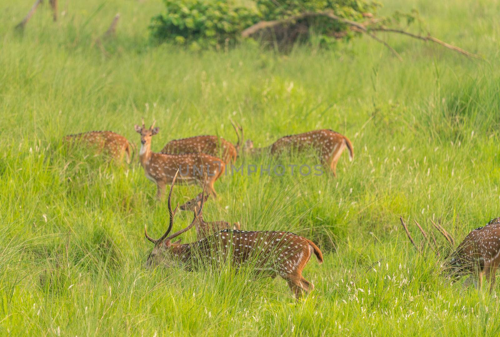 Sika or spotted deers herd in the elephant grass. Wildlife and animal photo. Japanese deer Cervus nippon