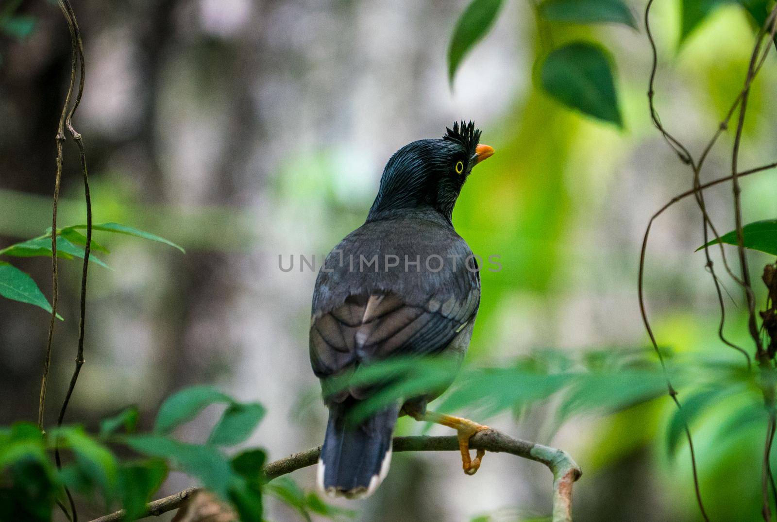 jungle myna bird. captured in the wild Acridotheres fuscus. Birdwatching