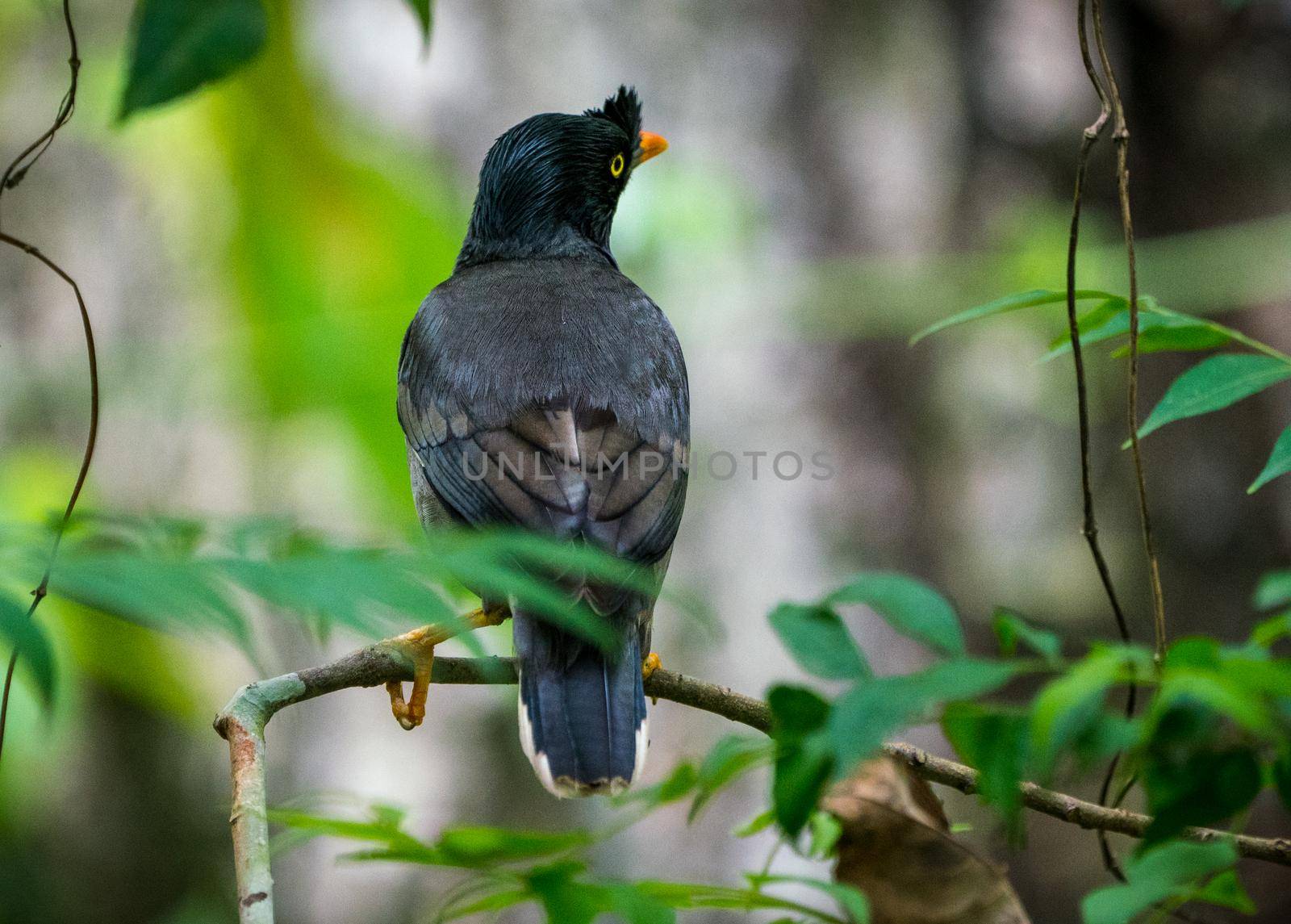 jungle myna bird. captured in the wild Acridotheres fuscus. Birdwatching