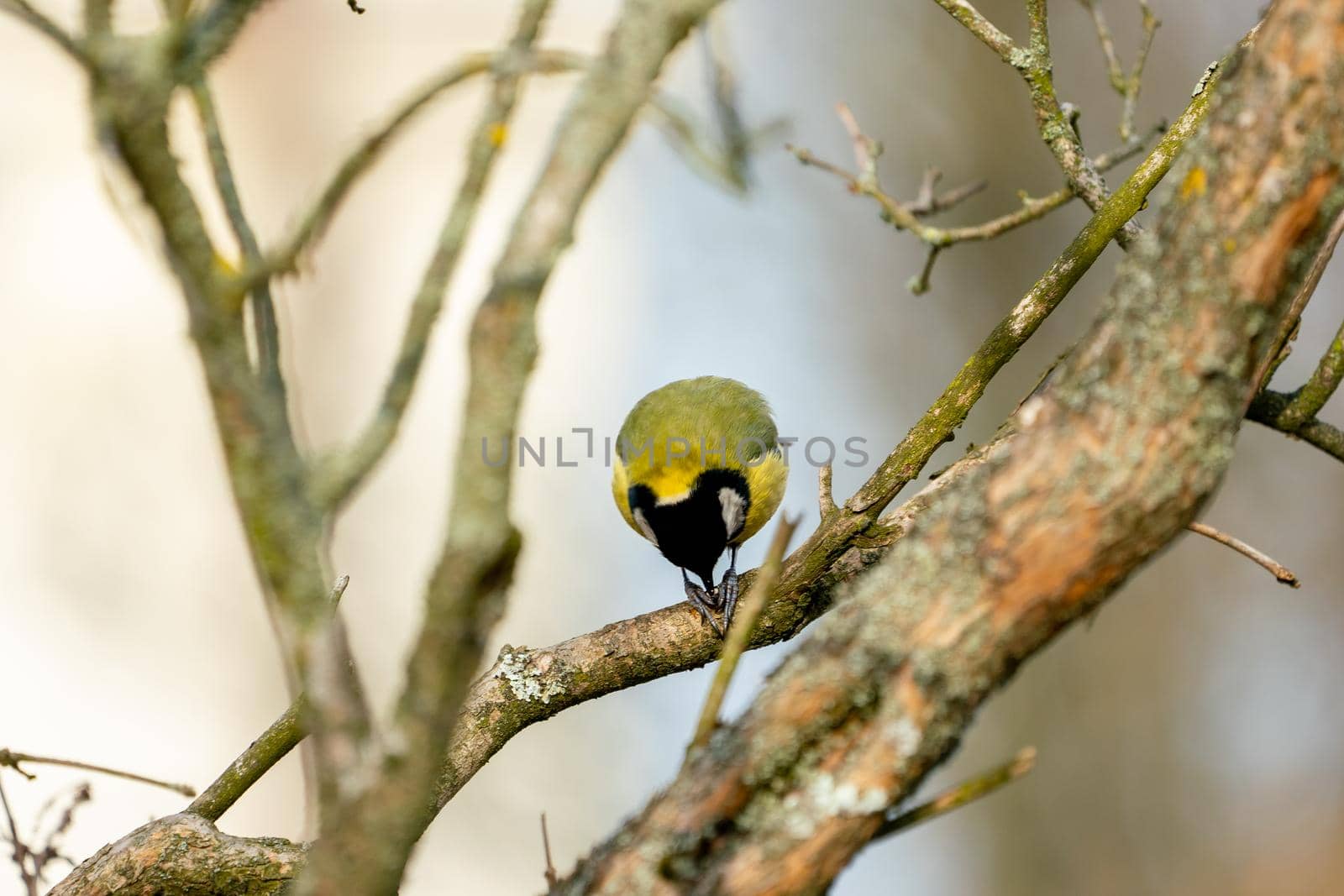 great tit or yellow-bellied tit close up bird portrait. Parus major, Birdwatching and wildlife photography