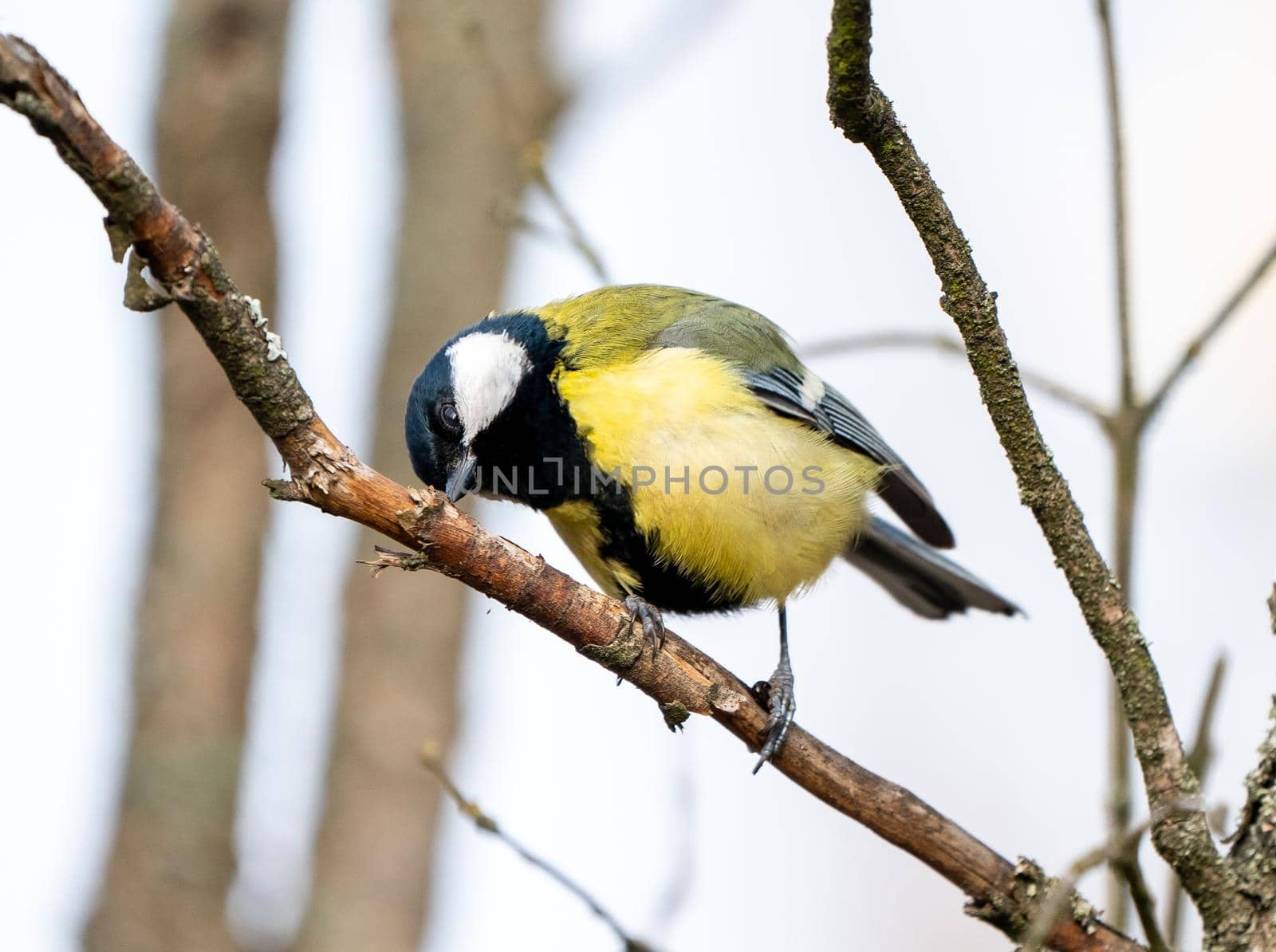 great tit or yellow-bellied tit bird  by Arsgera