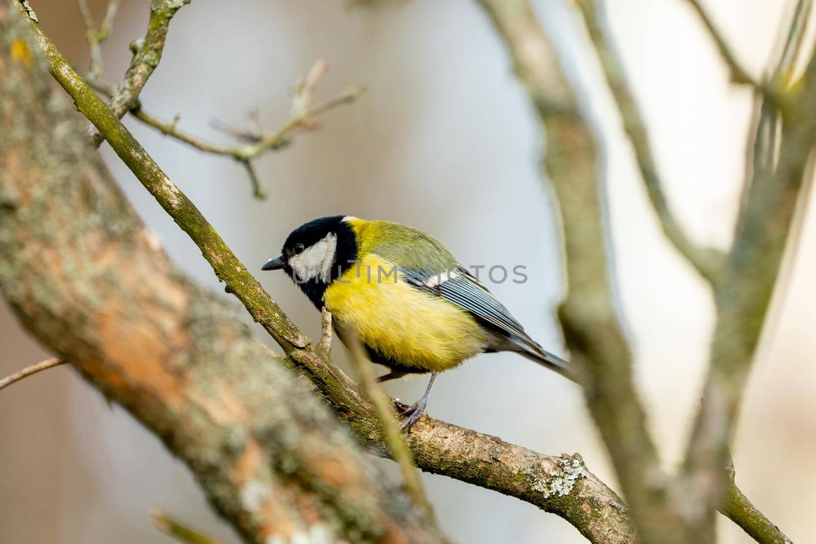 great tit or yellow-bellied tit bird  by Arsgera