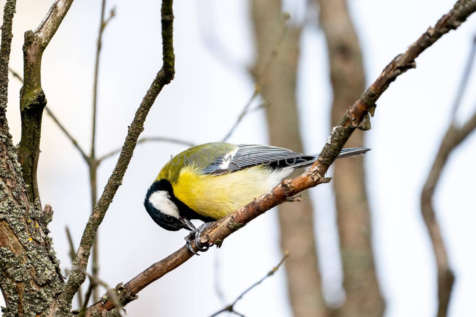 great tit or yellow-bellied tit close up bird portrait. Parus major, Birdwatching and wildlife photography